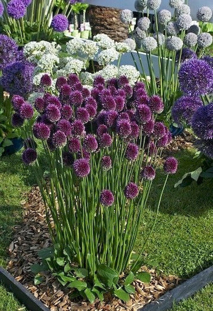 Аллиум Круглоголовый