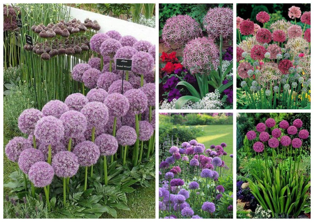 Аллиум с тюльпанами