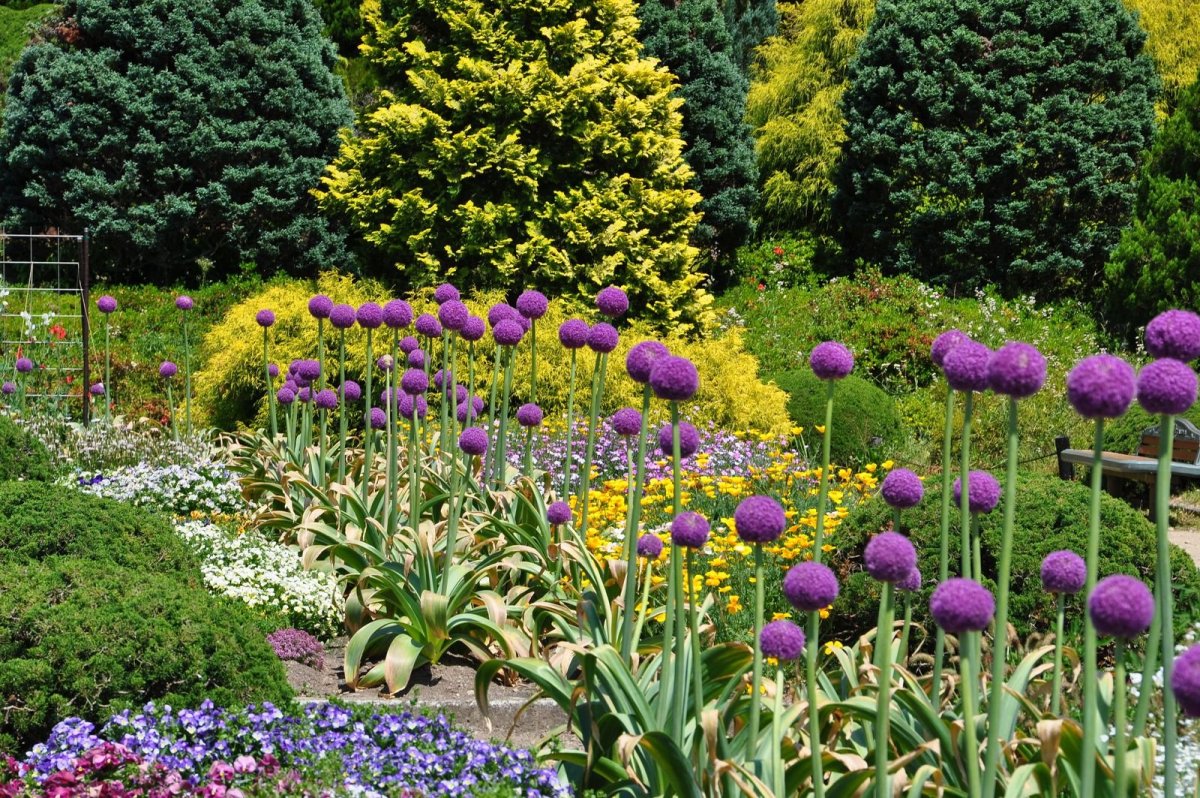 Аллярий луковая горка