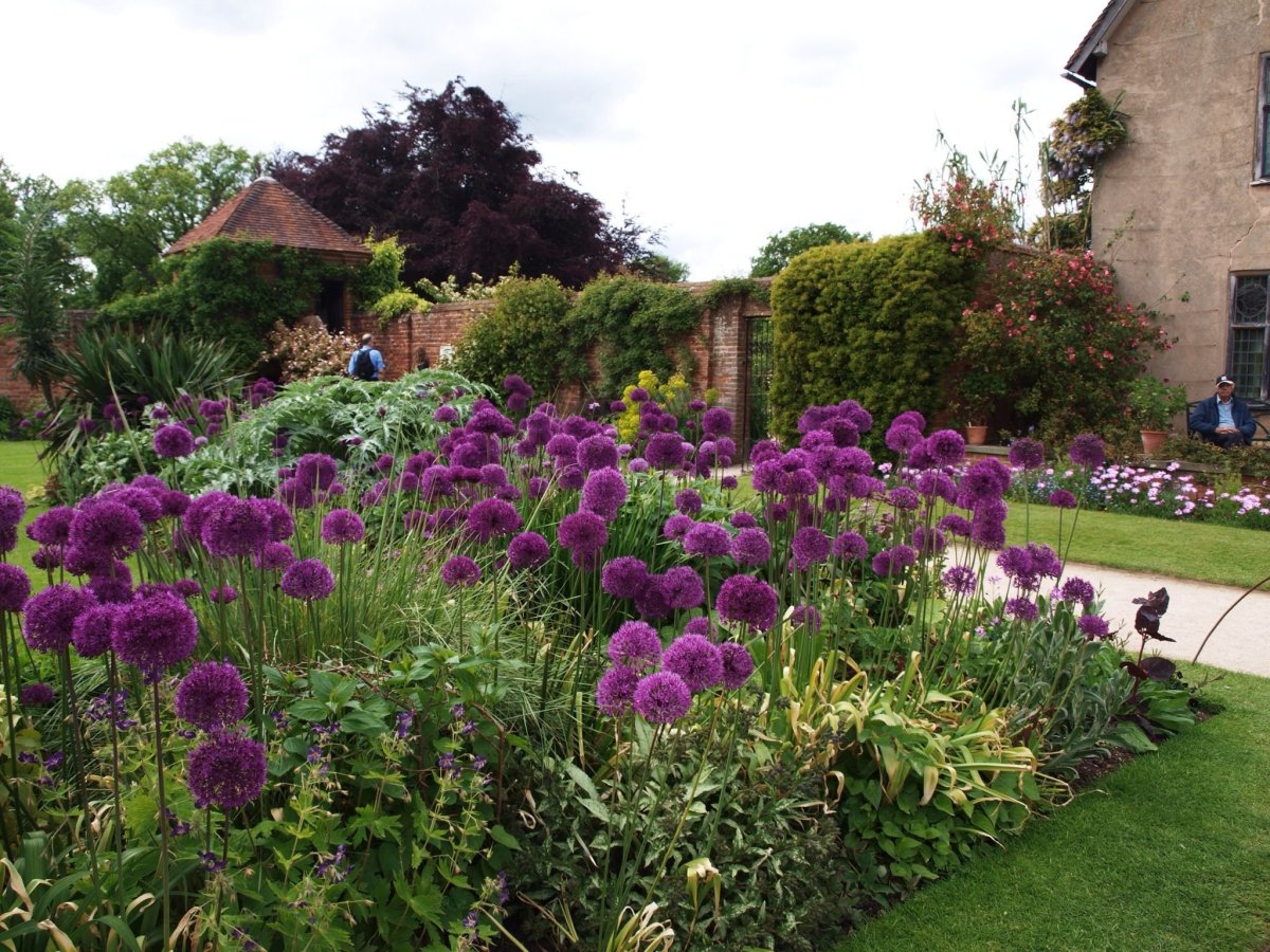 Аллиум в миксбордере