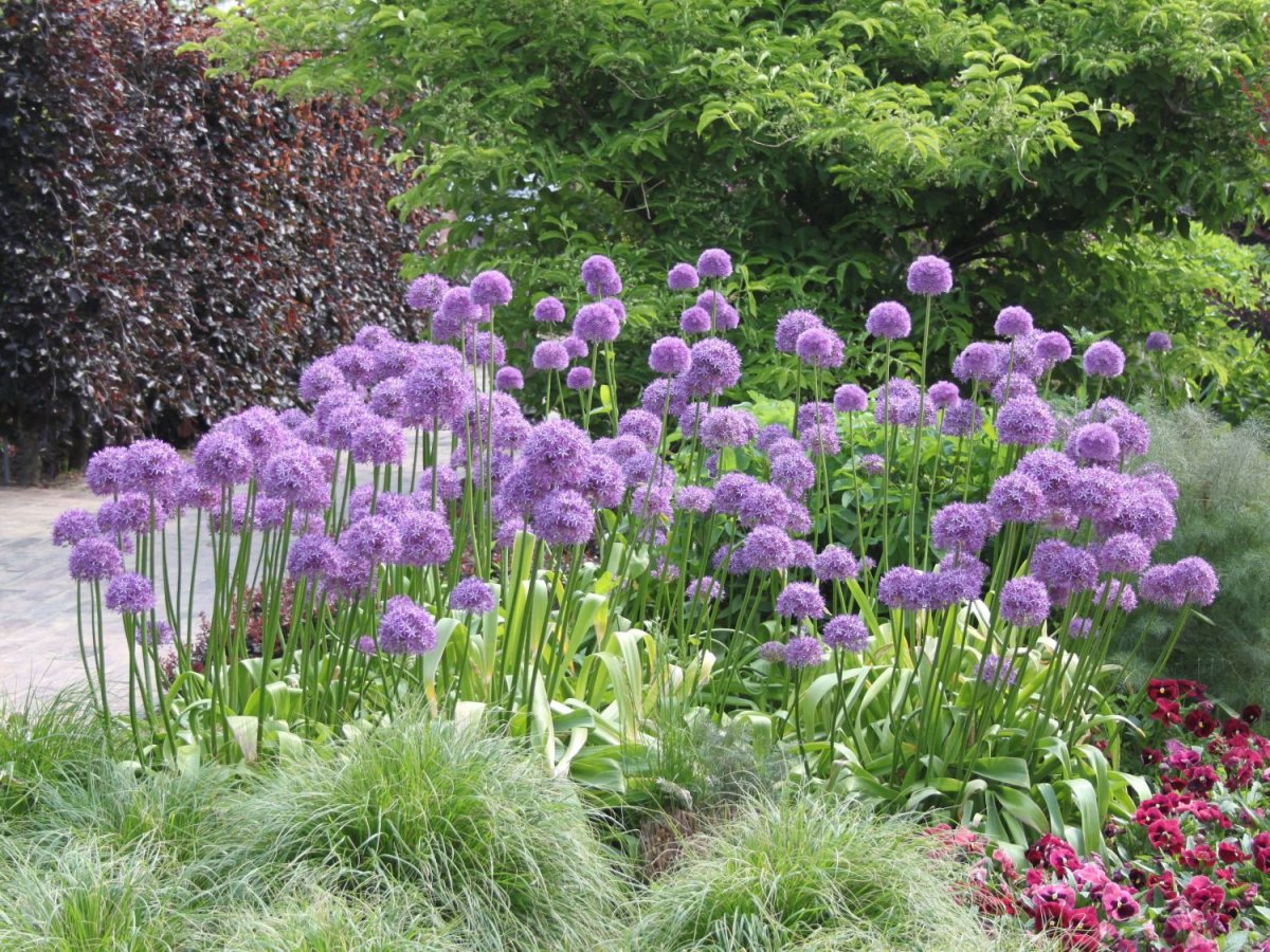 Аллиум афлатунский