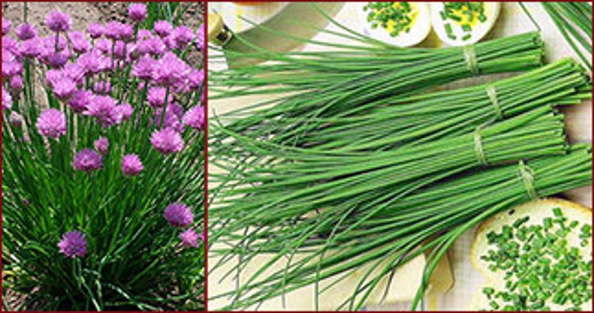 Просто Азбука лук-резанец