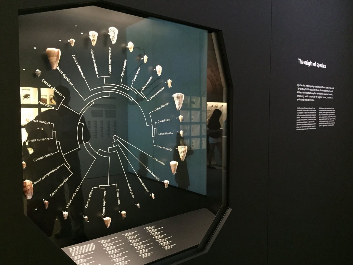 Оригинальные выставочные экспозиции