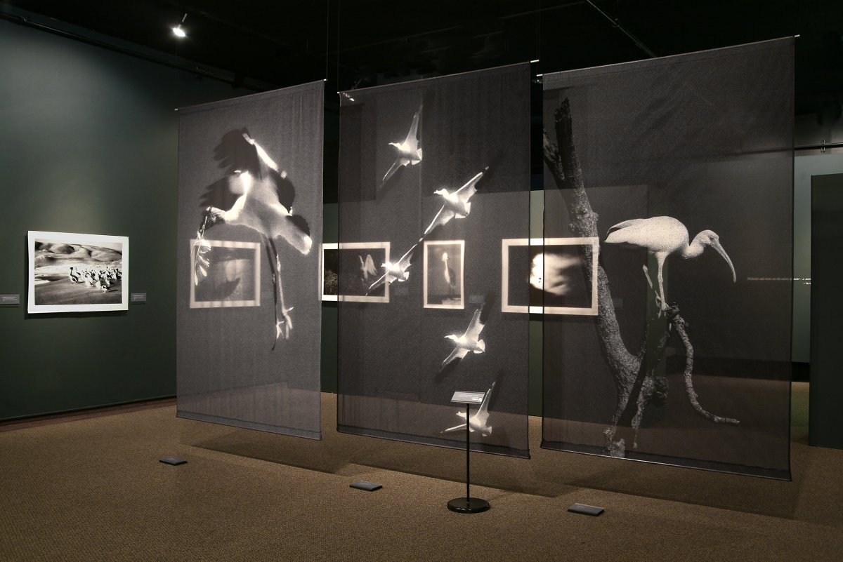 Оригинальные выставочные экспозиции