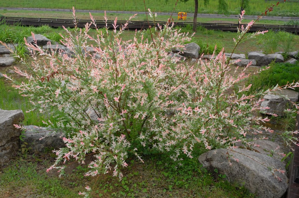 Hakuro-Nishiki Bush