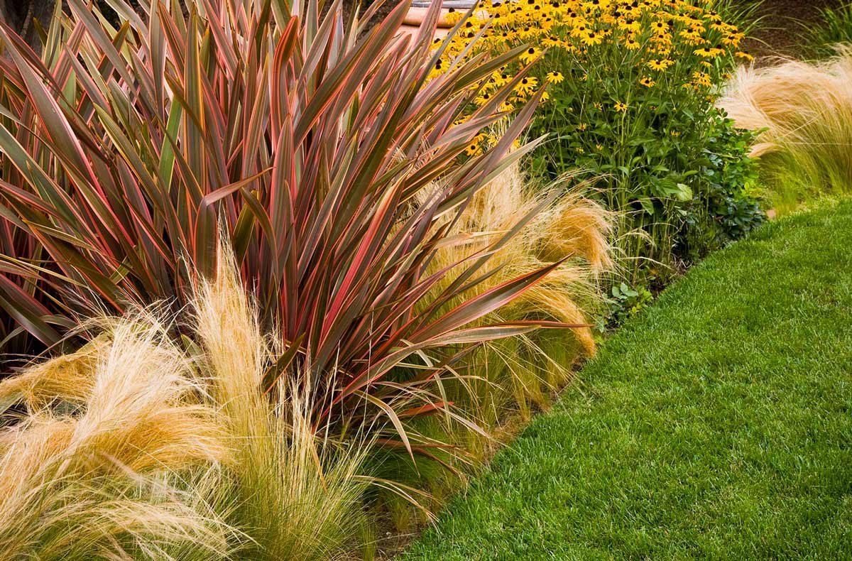 Вейник и овсяница