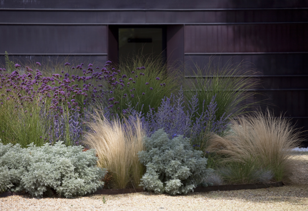 Фалярис тростниковый в ландшафтном дизайне вдоль бордюра