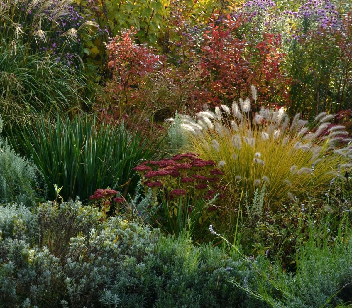 Ячмень гривастый миксбордер