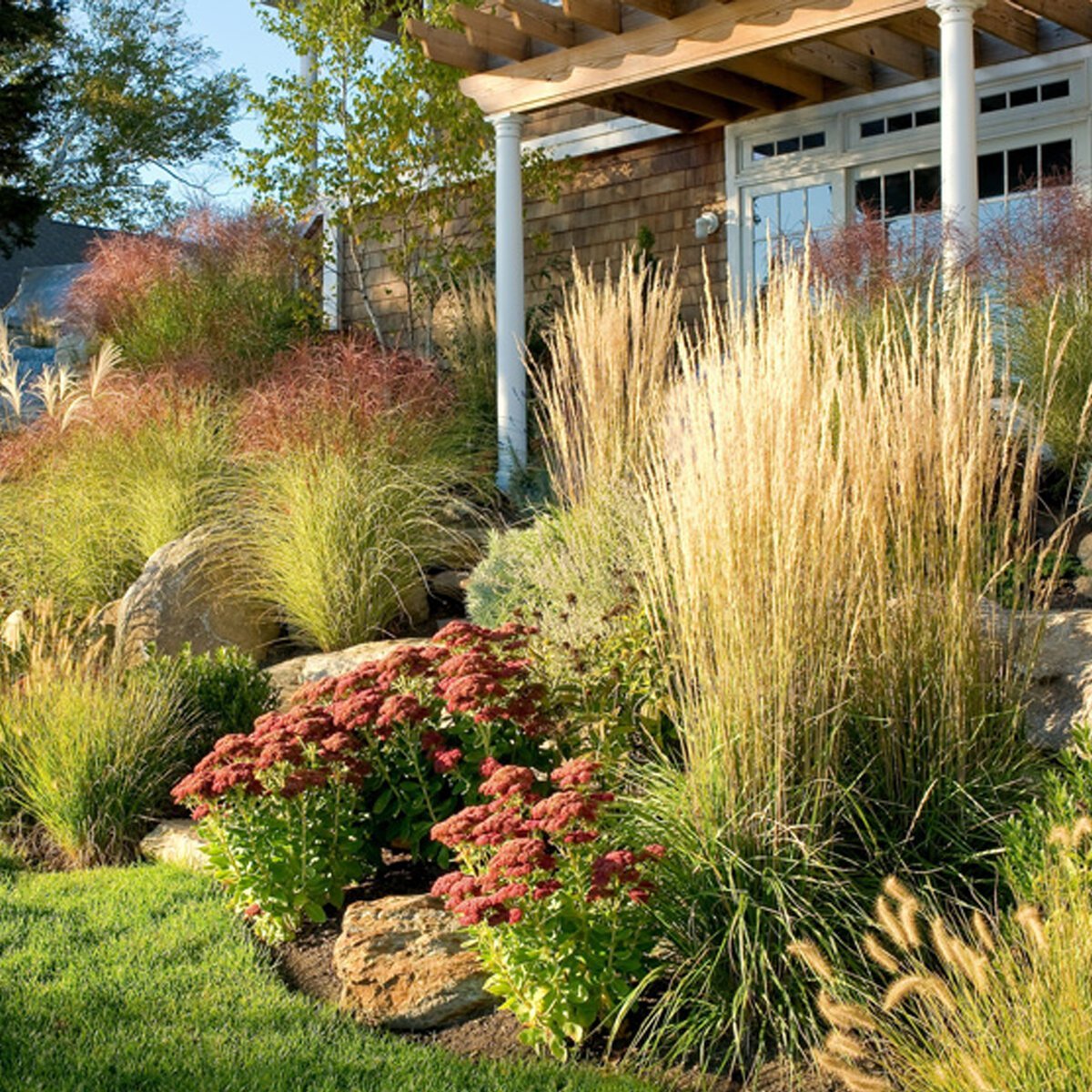 Ковыль вейниковый