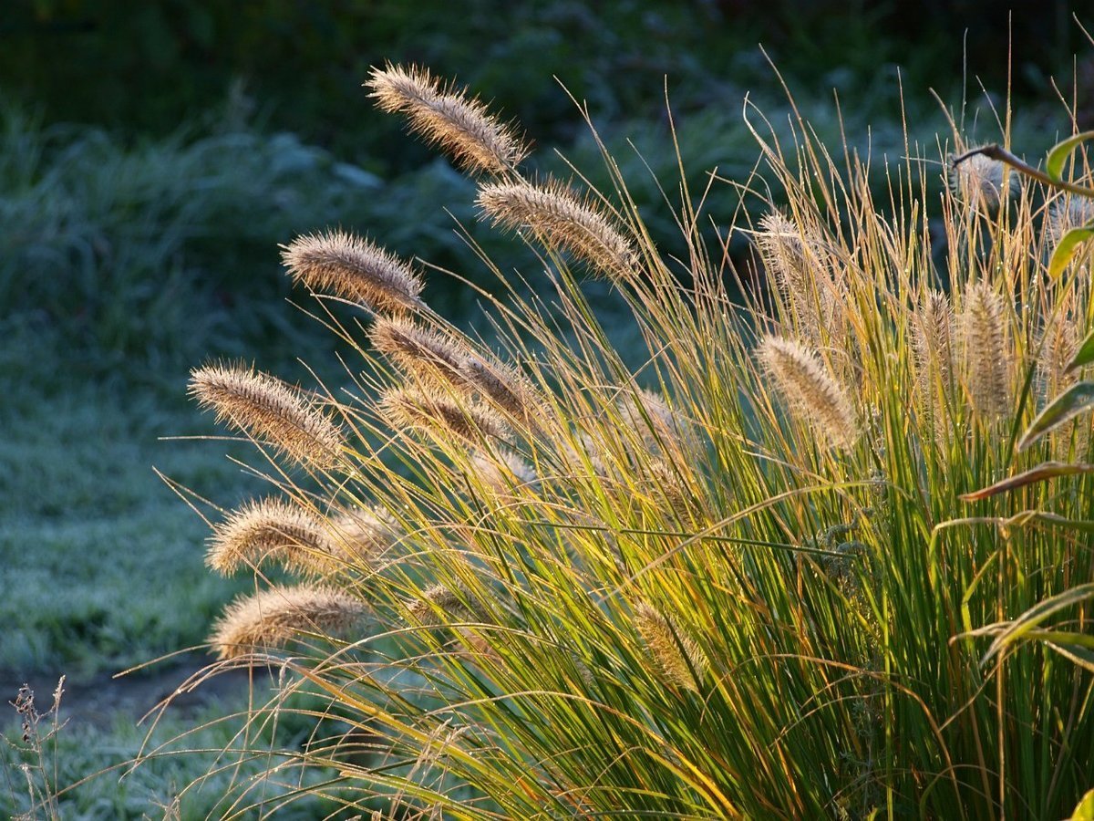 Миксбордер Лаванда овсяница