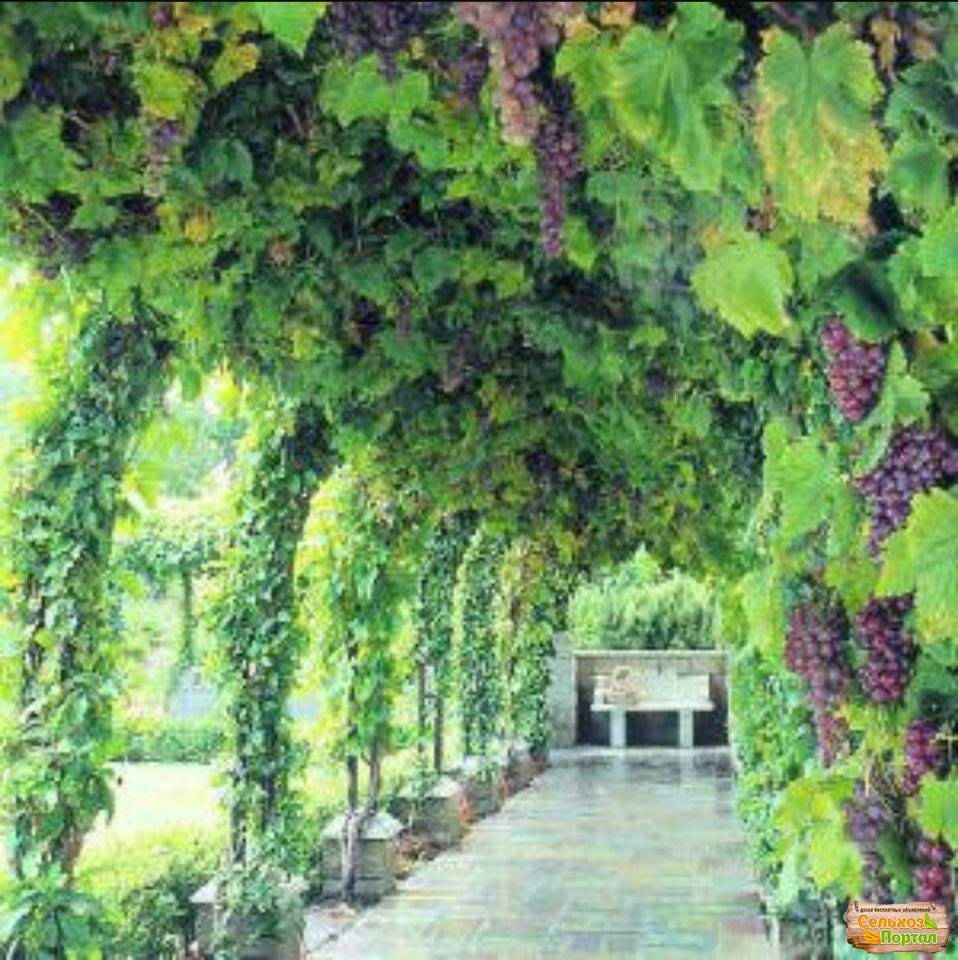 Идеи перголы для винограда: создайте уютный уголок в саду