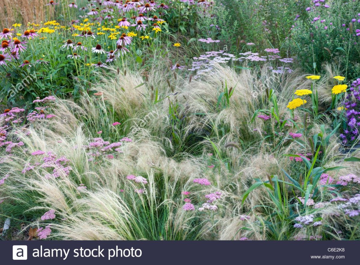 Вейник в городском озеленении