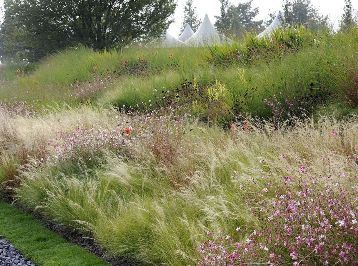 Пит Удольф можжевельник