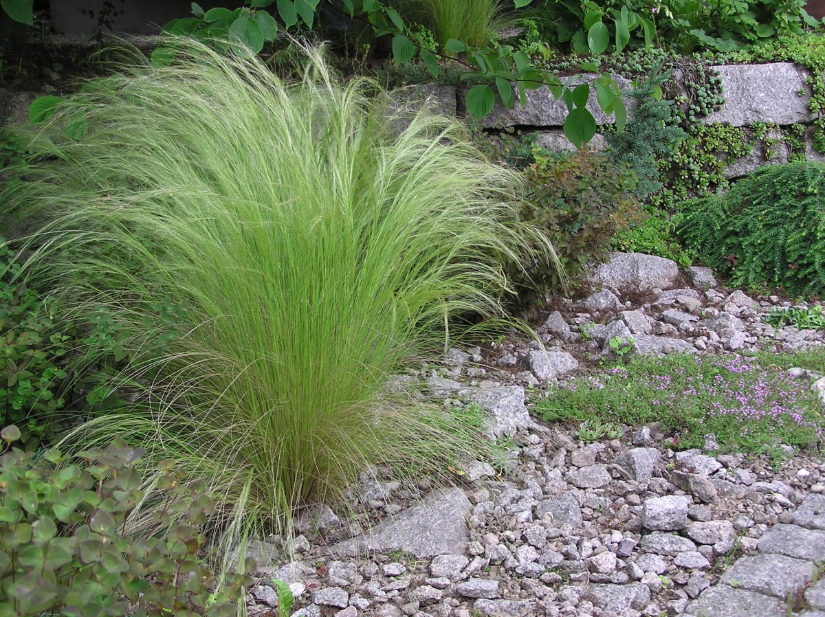 Ковыль в ландшафте