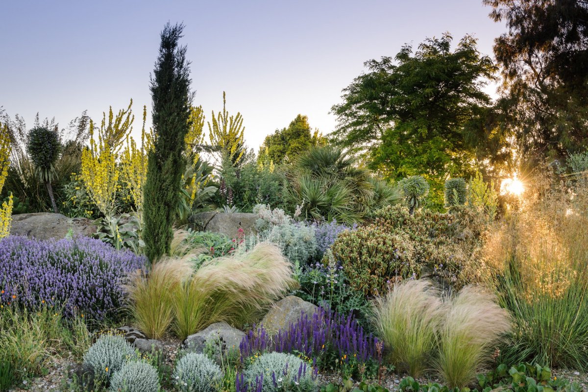 Мискантус в миксбордере