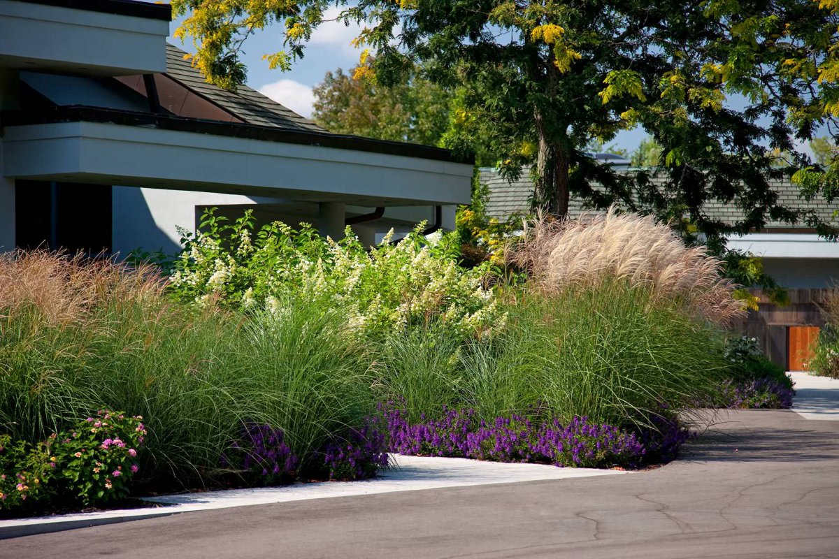 Злаковые куртины