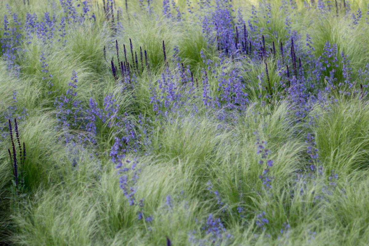 Злаки пит Удольф