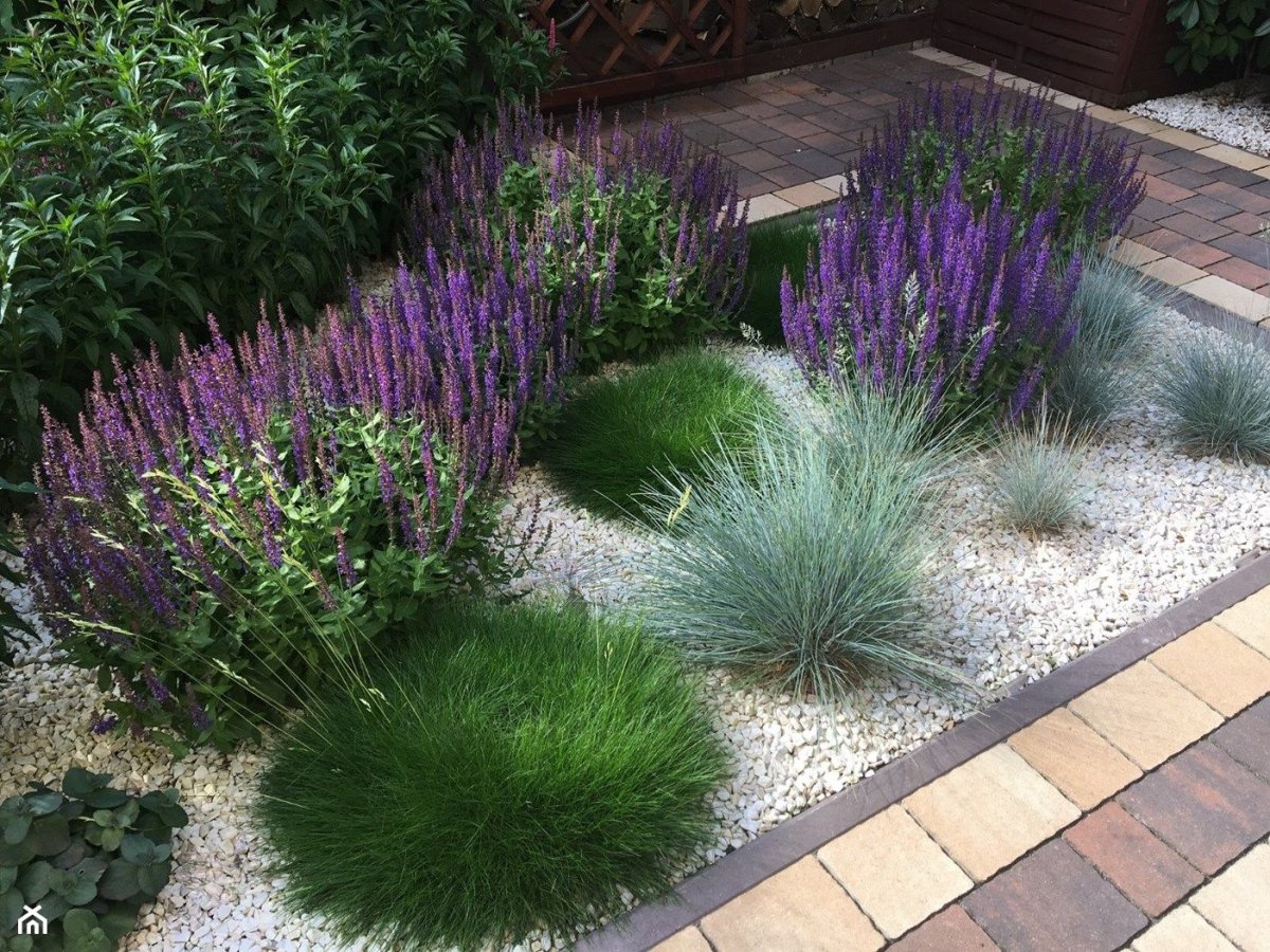 Кортадерия мискантус