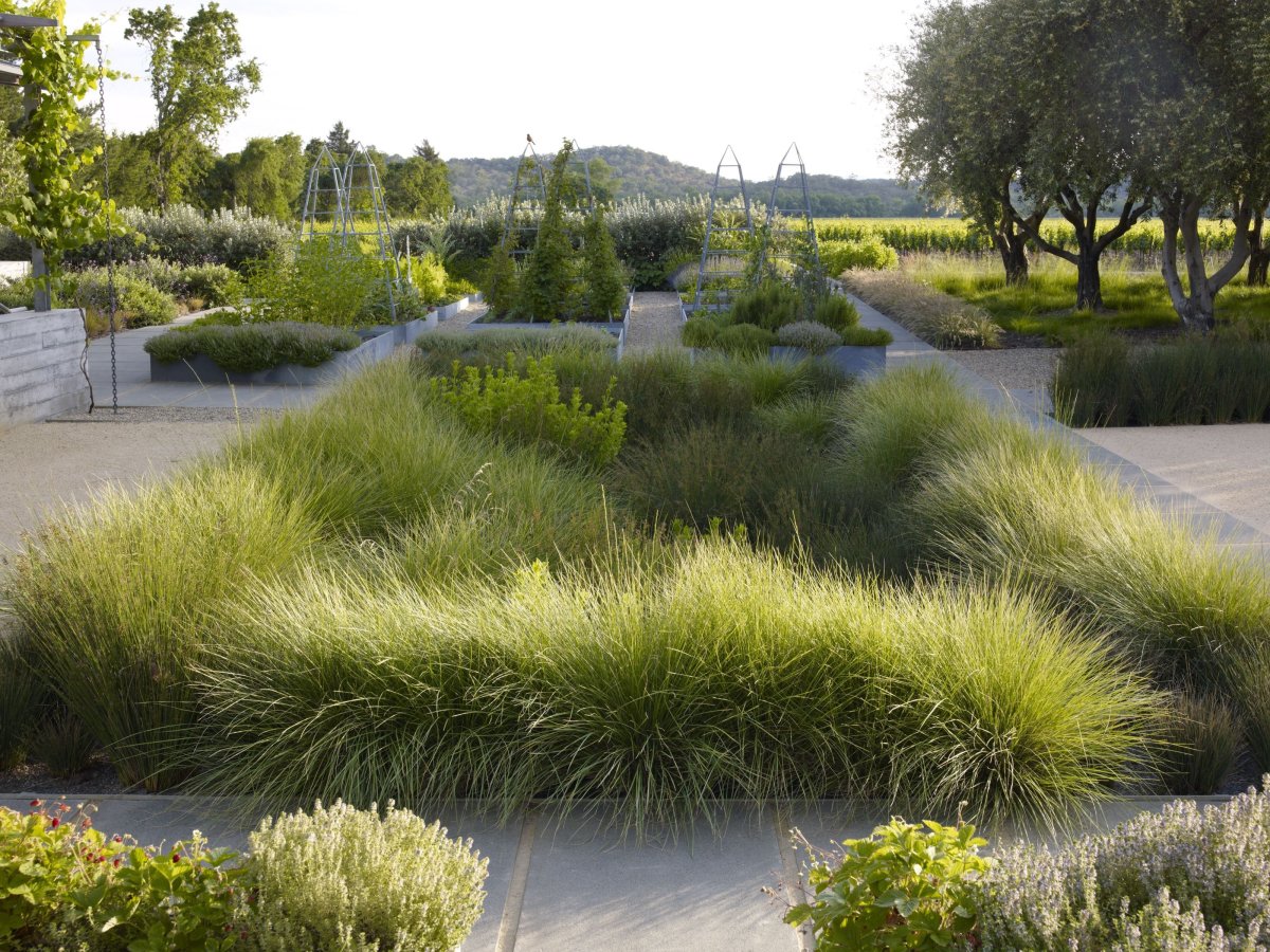 Мискантус в миксбордере