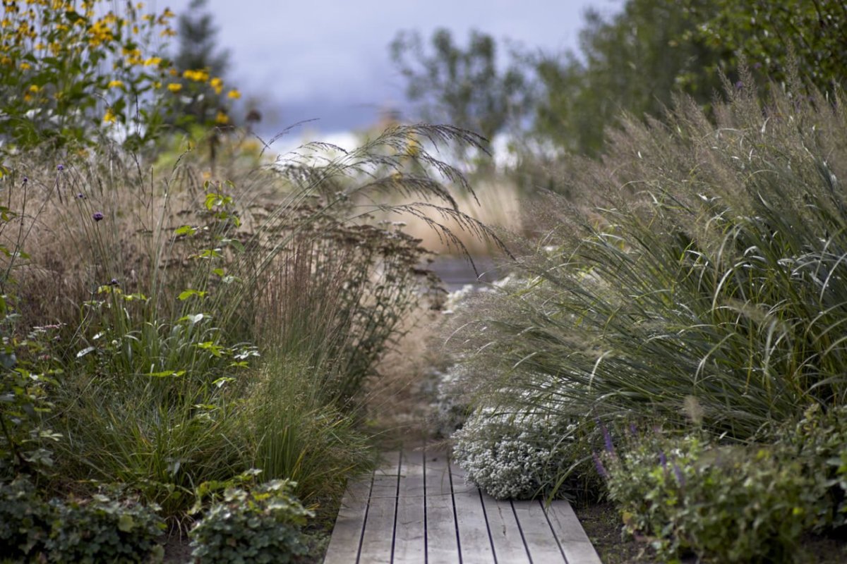 Злаки пит Удольф