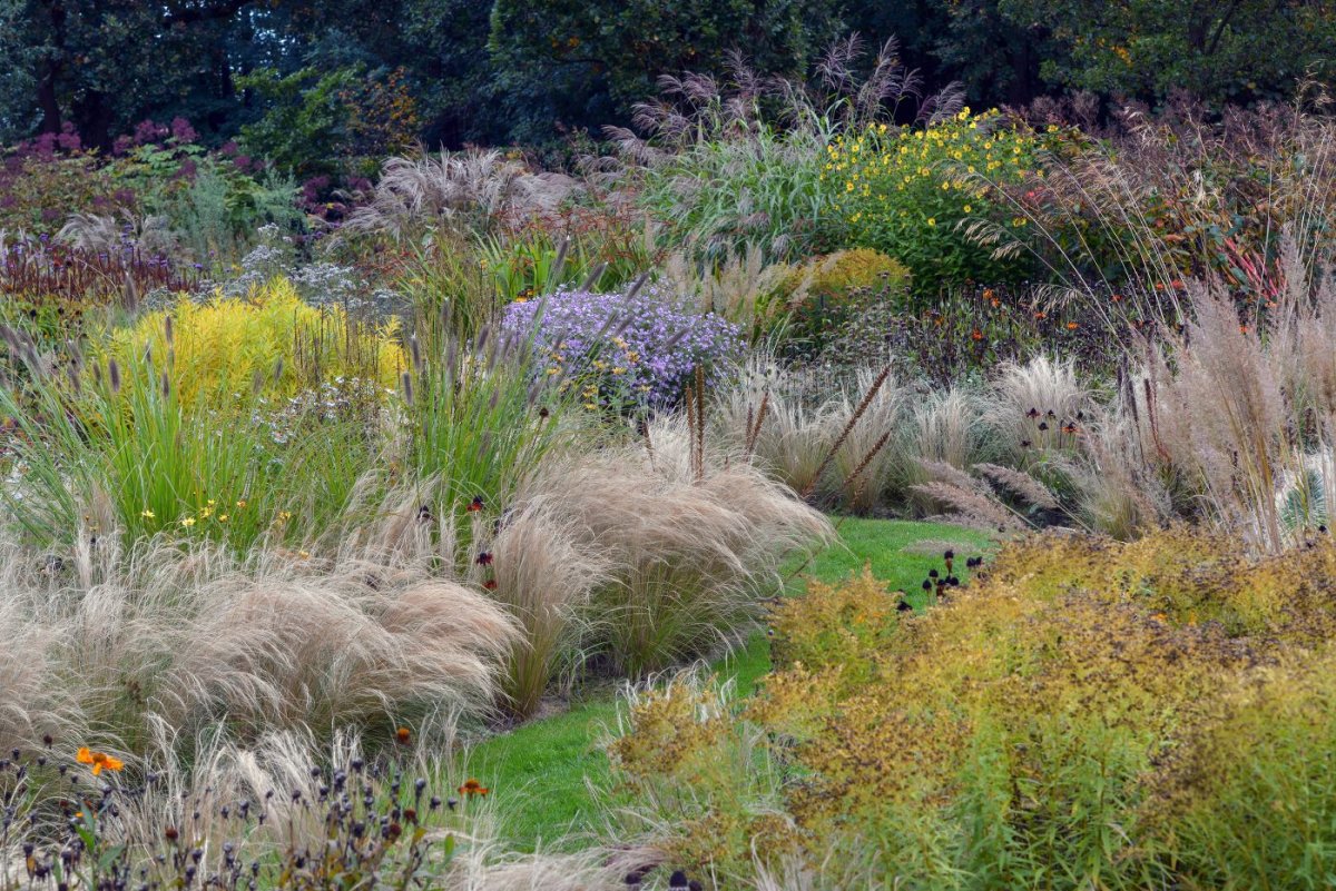 Вейник остроцветковый Eldorado