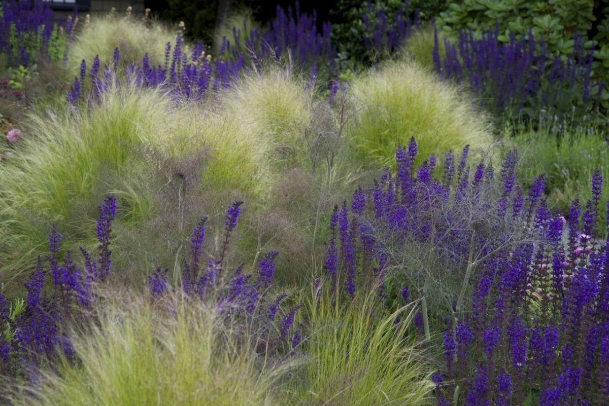 Ячмень гривастый на клумбе