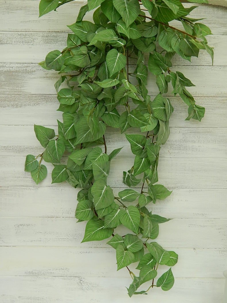 Сциндапсус оффициналис