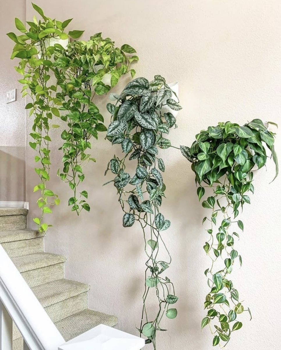 Ампельные лианы