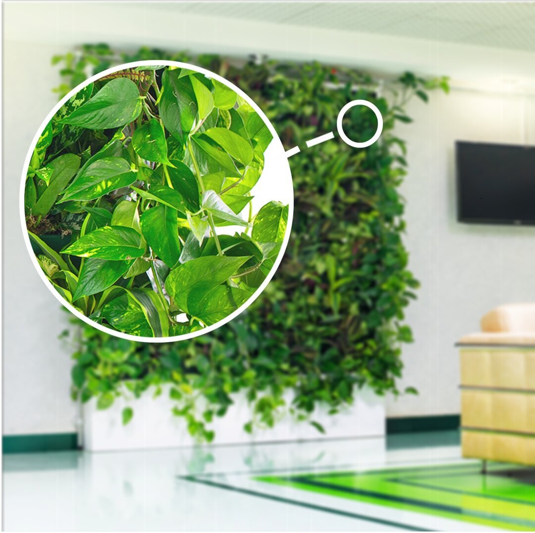 Сциндапсус в интерьере