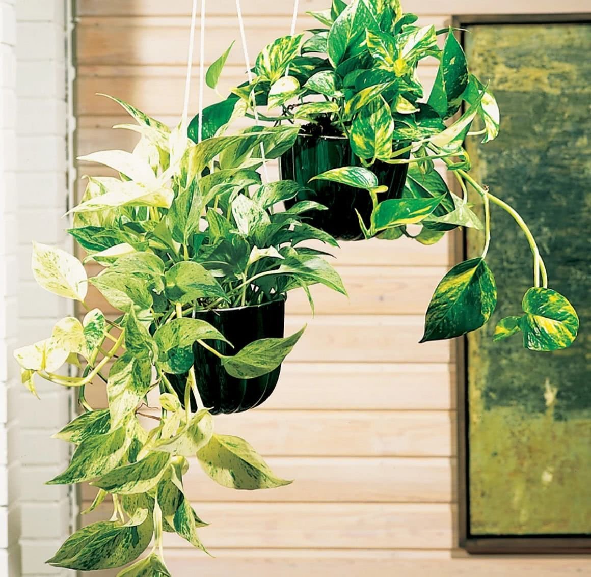 Эпипремнум ангулигер