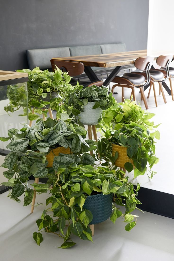 Сциндапсус декор