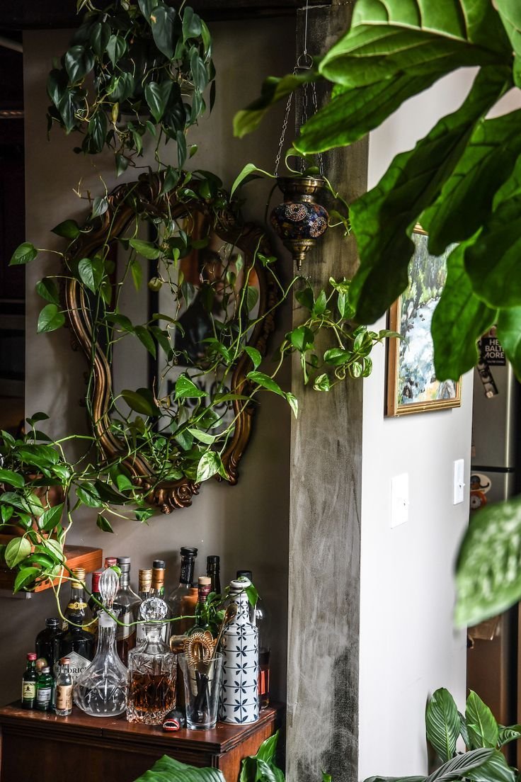 Плющ в интерьере квартиры фото дизайна