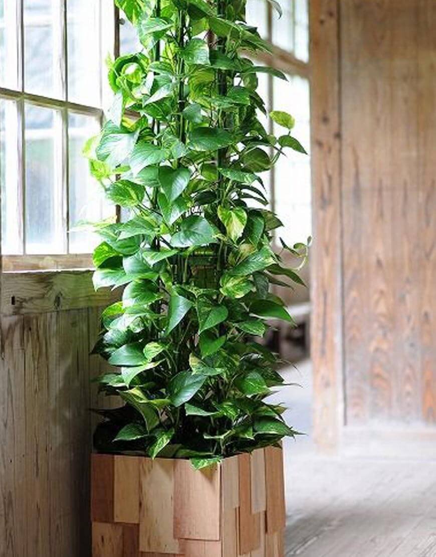 Сциндапсус опора