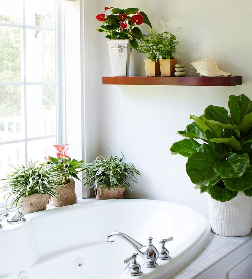 Комнатные растения в ванной