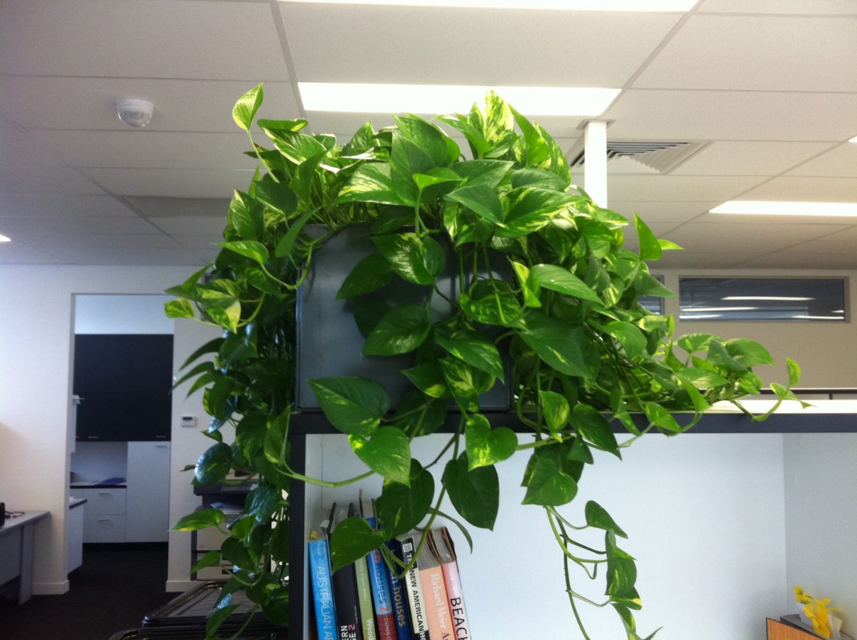 Эпипремнум на стене