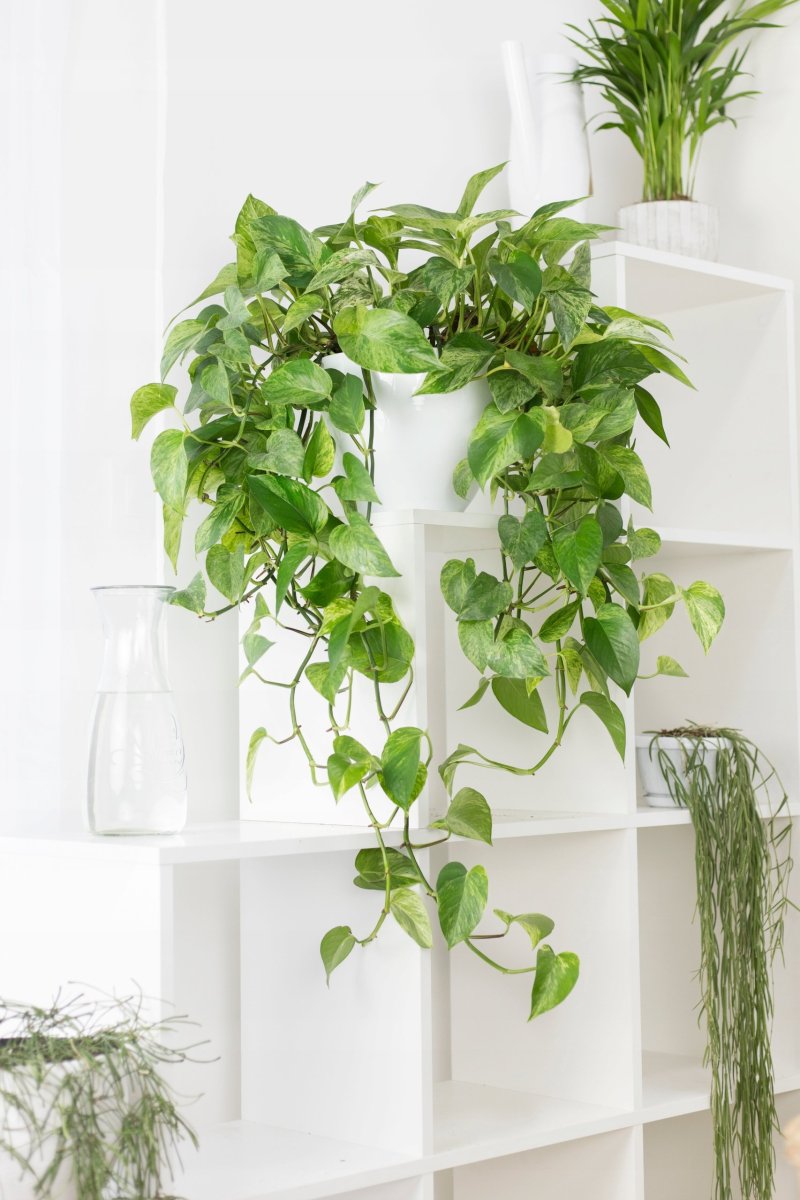 Эпипремнум Марбл Квин