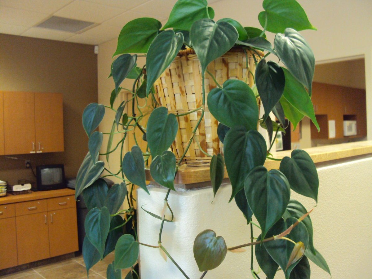 Монстера, сциндапсус, Филодендрон