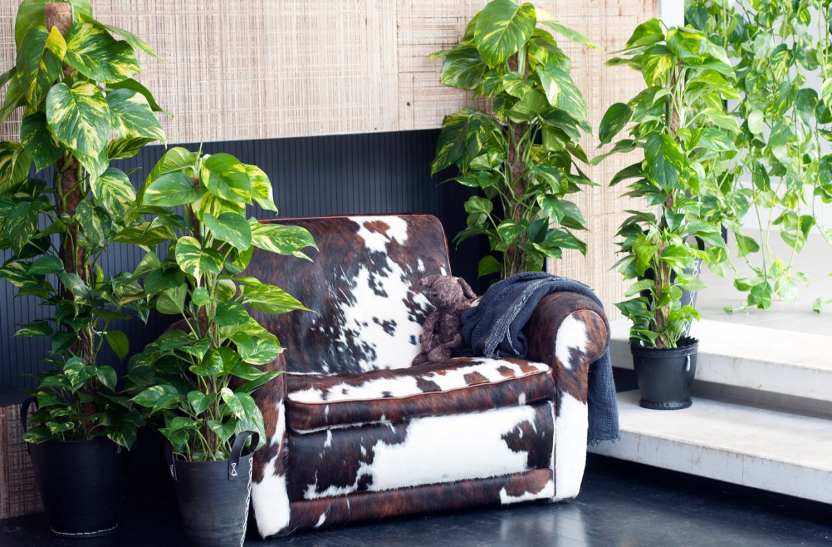 Сциндапсус и Эпипремнум в интерьере