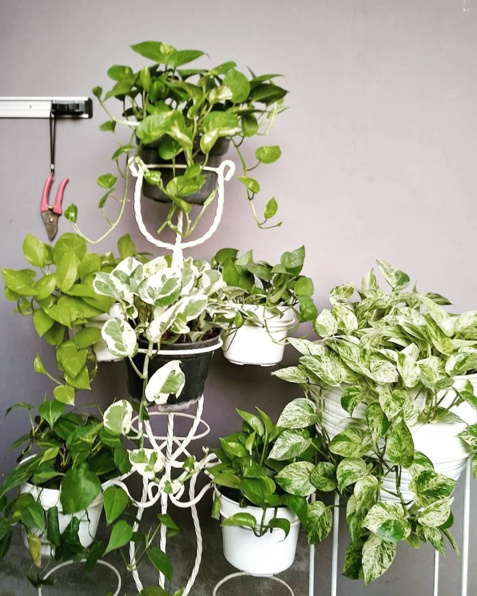 Сциндапсус Эпипремнум