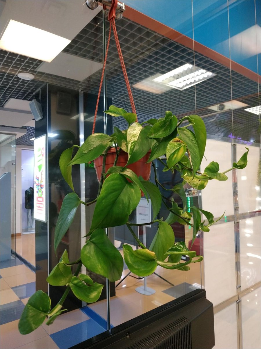 Эпипремнум золотистый в интерьере