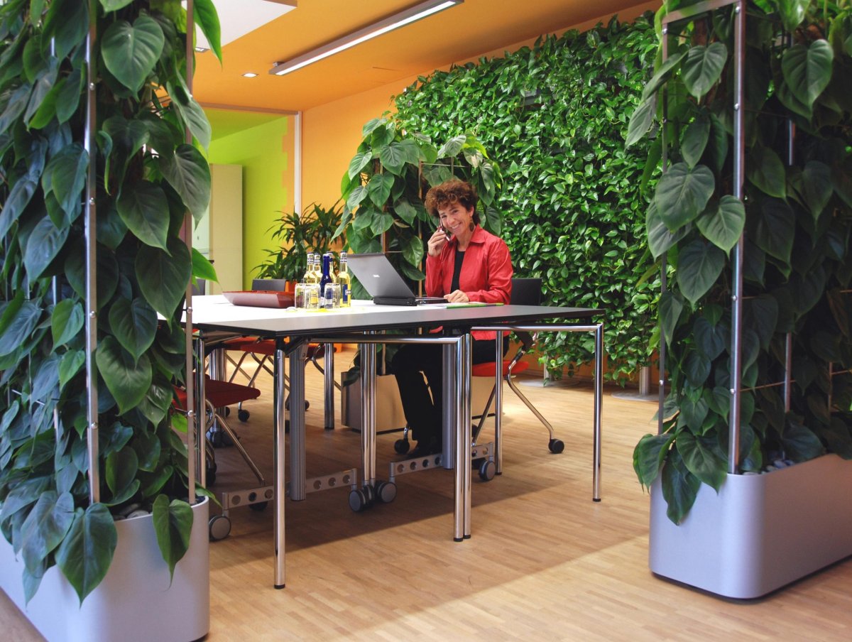 Сциндапсус фитостена