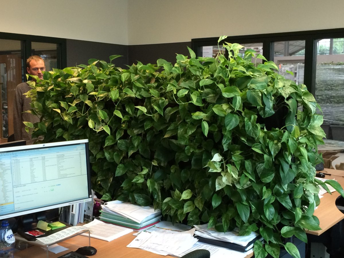 Сциндапсус зеленая стена