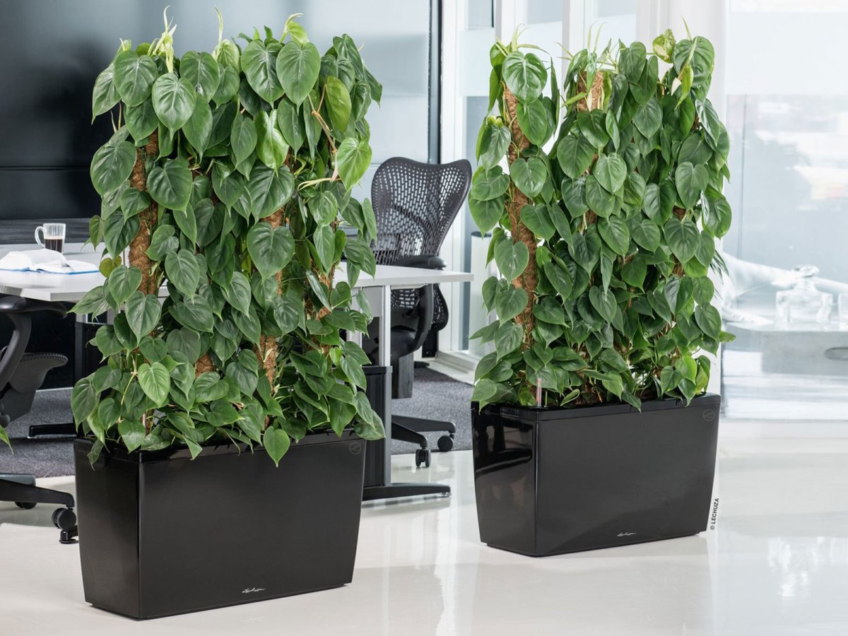 Эпипремнум моссток