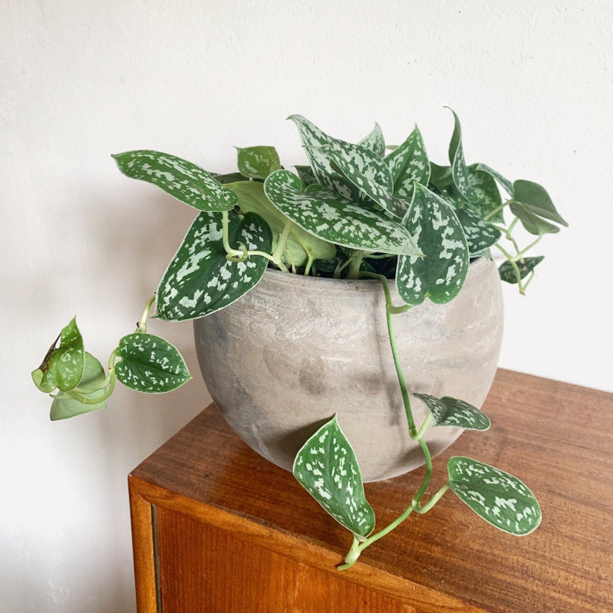 Сциндапсус Аргиреус