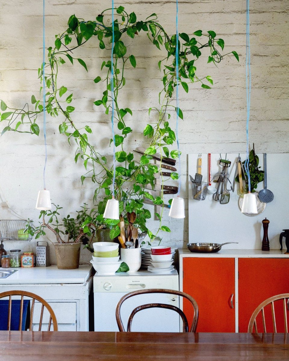 Сциндапсус на стене