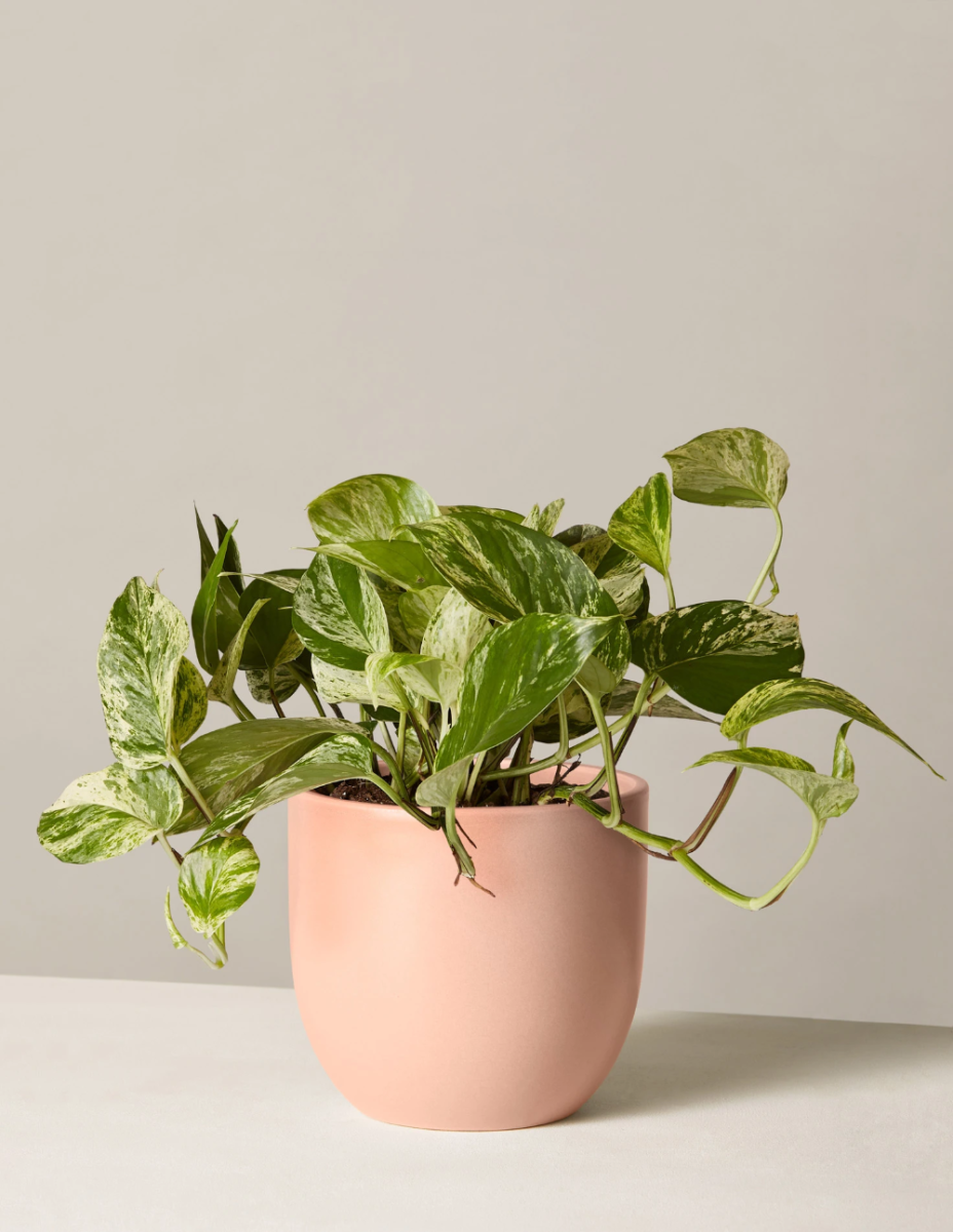 Филодендрон Марбл Квин