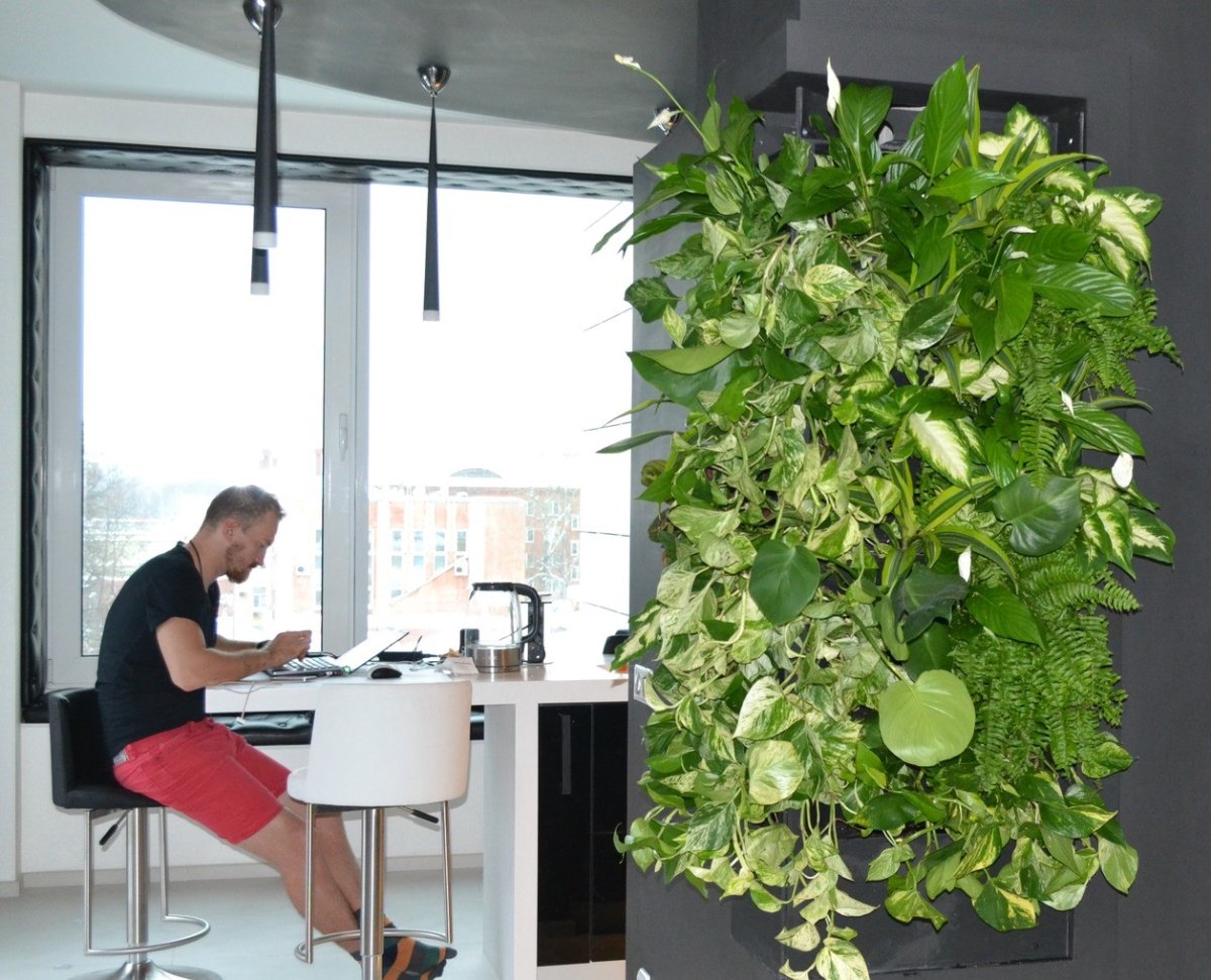 Эпипремнум фитомодули