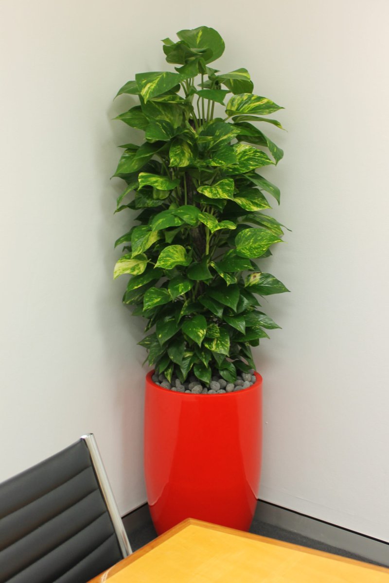 Сциндапсус Эпипремнум