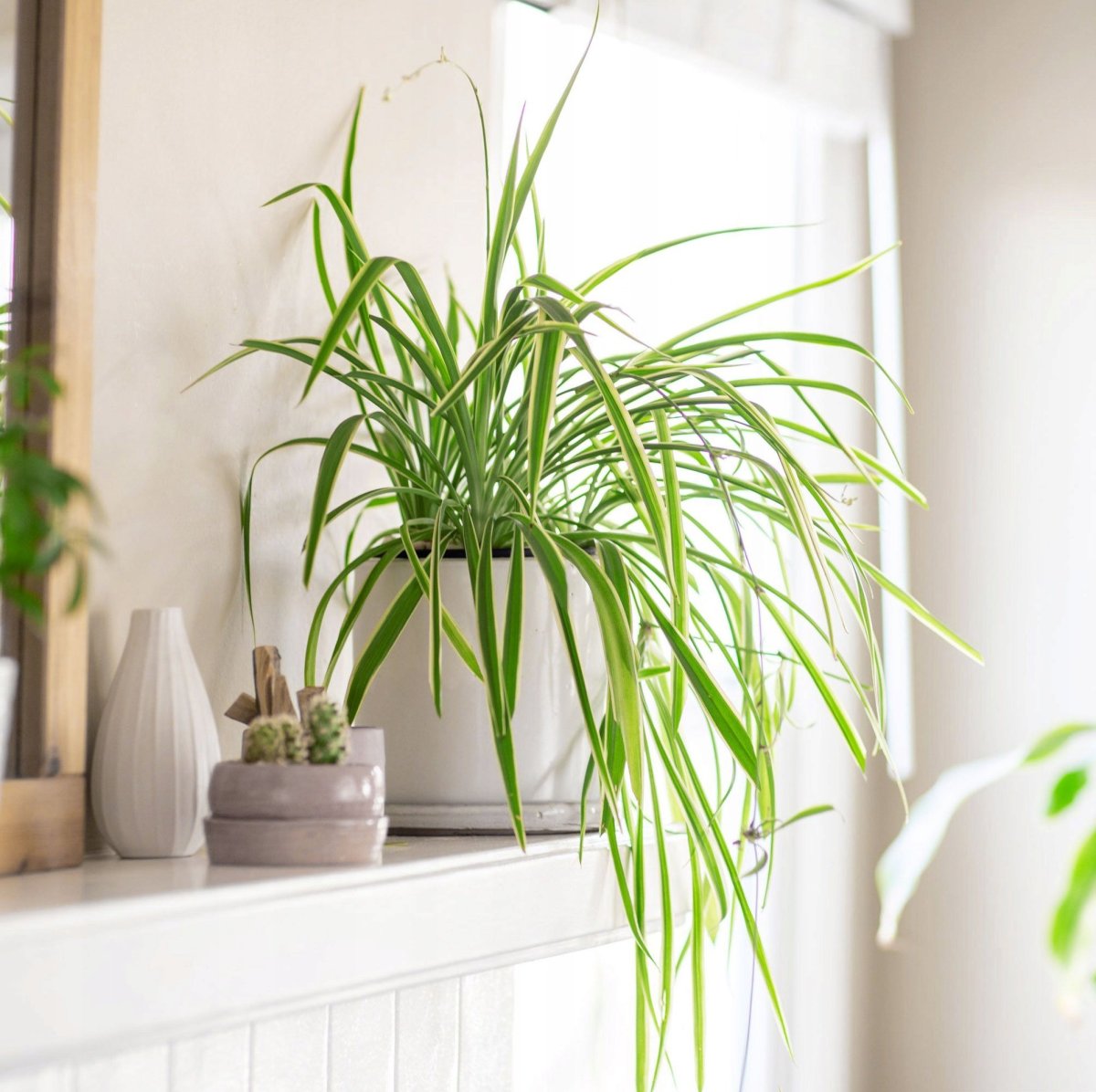 Хлорофитум в интерьере квартиры